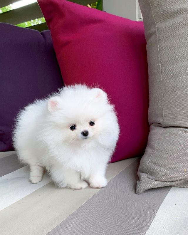 Beautiful Pomeranian puppies available for adoption. Image eClassifieds4u
