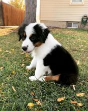 AUSTRALIAN SHEPHERD PUPPIES AVAILABLE FOR FREE ADOPTION Image eClassifieds4u 1