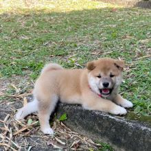 Lovely Shiba Inu Puppies Image eClassifieds4U