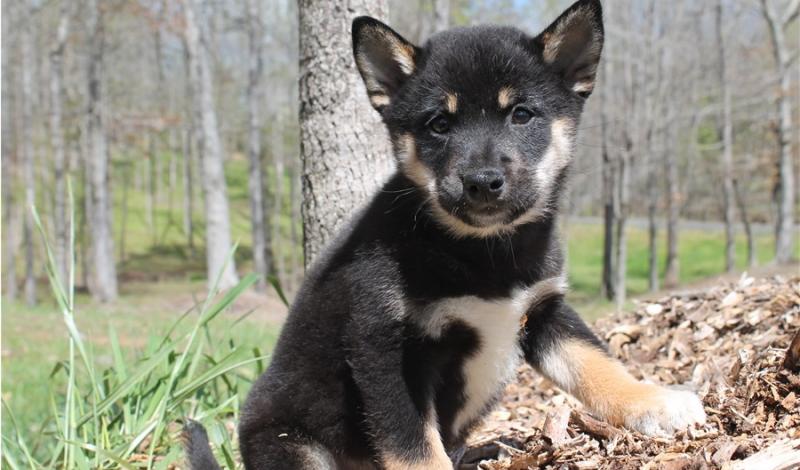 Serious contacts Shiba Inu Puppies for Shiba Inu lovers Image eClassifieds4u