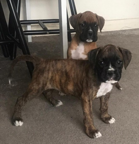 ready to go Two awesome Boxer puppies available Image eClassifieds4u