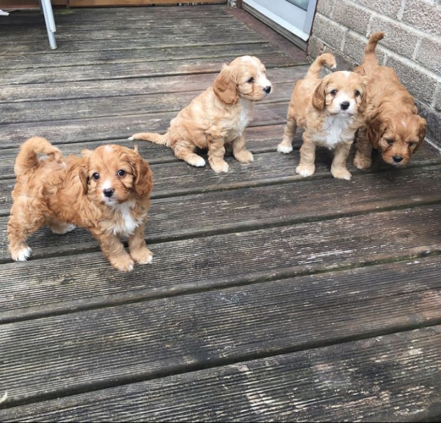 🟥🍁🟥 ANGELIC 💗 CANADIAN CAVAPOO PUPPIES 🟥🍁🟥 Image eClassifieds4u