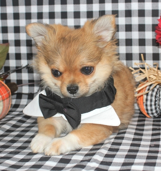 🟥🍁🟥 CKC CHIHUAHUA PUPPIES AVAILABLE 🍀🍀 Image eClassifieds4u