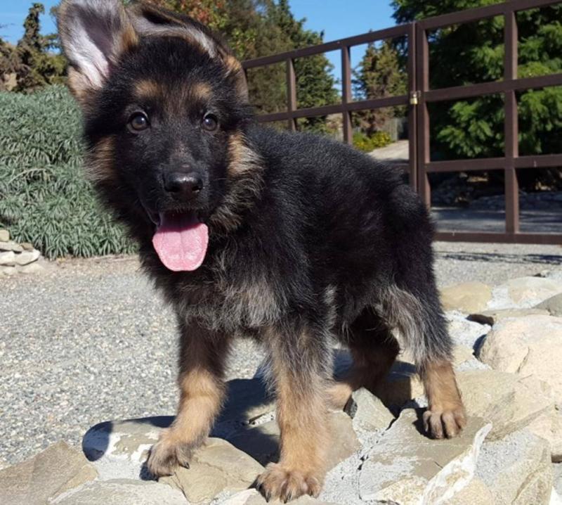 Sweet big boned Beautiful German Shepherd puppies available Image eClassifieds4u