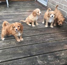 🟥🍁🟥 ANGELIC 💗 CANADIAN CAVAPOO PUPPIES 🟥🍁🟥