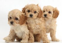 🟥🍁🟥 CKC 💖💕 Puppies for Re-Homing 💗🟥🍁🟥