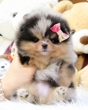 Amazing Pomeranian puppies near me