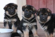 bold German shepherd pups for sale