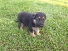 BRIGHT GSD FOR SALE