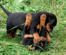 💗🟥🍁🟥C.K.C MALE AND FEMALE ROTTWEILER PUPPIES 💗🟥🍁🟥
