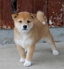 C.K.C MALE AND FEMALE SHIBA INU PUPPIES AVAILABLE