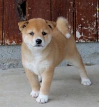 🍀🍀 C.K.C MALE AND FEMALE SHIBA INU PUPPIES AVAILABLE 🍀🍀