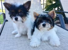 💗🟥🍁🟥 C.K.C MALE AND FEMALE YORKSHIRE TERRIER PUPPIES 💗🟥🍁🟥