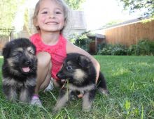 Excellent Healthy German shepherd puppies for sale