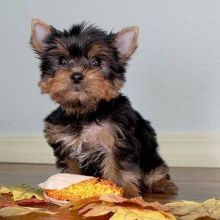 Fluffy boy Yorkshire terrier puppies available from a litter of 5