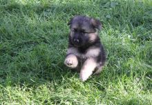 German Shepherd dogs for sale