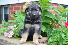 Healthy German shepherd Female puppy from health tested parents!