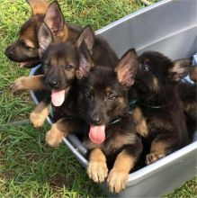 Perfect example of a true German shepherd shepherd pups