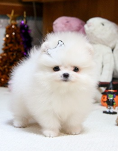 Pomeranian puppies available now
