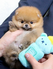 Pomeranian puppies available near me