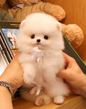 Pomeranian puppies available near me