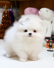 Pomeranian puppies available near me