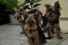 Yorkshire Terrier puppies available now ready at 10 weeks old