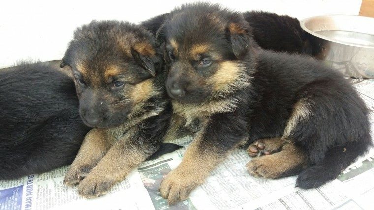 A beautiful litter of straight back German Shepherd puppies Image eClassifieds4u