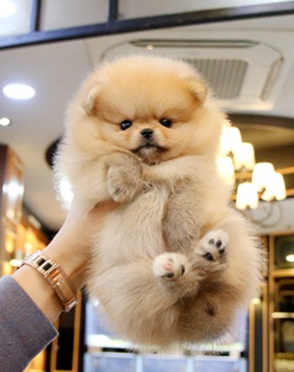Amazing Pomeranian puppies near me Image eClassifieds4u