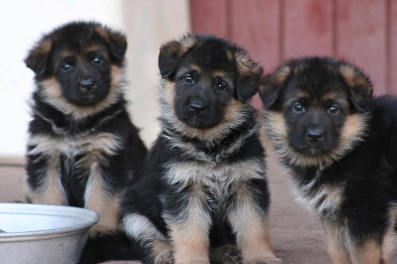 bold German shepherd pups for sale Image eClassifieds4u