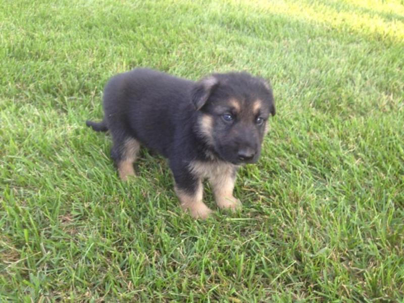 BRIGHT GSD FOR SALE Image eClassifieds4u