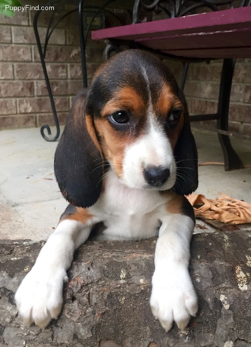 💗🟥🍁🟥C.K.C MALE AND FEMALE BEAGLE PUPPIES AVAILABLE💗🟥🍁🟥 Image eClassifieds4u