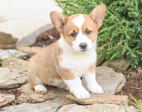 💗🟥🍁🟥 MALE AND FEMALE PEMBROKE WELSH CORGI PUPPIES AVAILABLE💗🟥🍁🟥 Image eClassifieds4u
