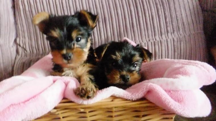 Coco had 4 Sweet Yorkies puppies Image eClassifieds4u