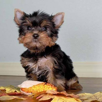 Fluffy boy Yorkshire terrier puppies available from a litter of 5 Image eClassifieds4u