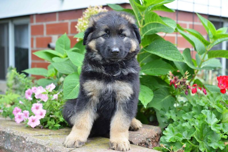 Healthy German shepherd Female puppy from health tested parents! Image eClassifieds4u