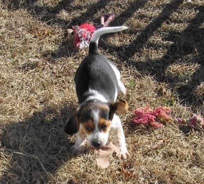 Home raised Beagle Puppies available ready to go Image eClassifieds4u
