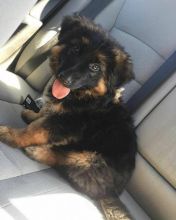 3 Beautiful German Shepherd PUPS Image eClassifieds4U