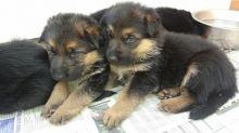 A beautiful litter of straight back German Shepherd puppies Image eClassifieds4U