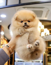 Amazing Pomeranian puppies near me Image eClassifieds4u 4