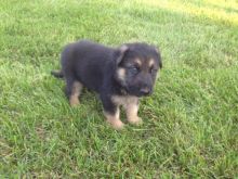 BRIGHT GSD FOR SALE Image eClassifieds4U