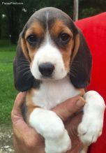 💗🟥🍁🟥C.K.C MALE AND FEMALE BEAGLE PUPPIES AVAILABLE💗🟥🍁🟥 Image eClassifieds4u 2