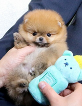 Pomeranian puppies available now Image eClassifieds4u 2