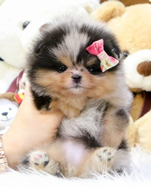 Pomeranian puppies available near me Image eClassifieds4u