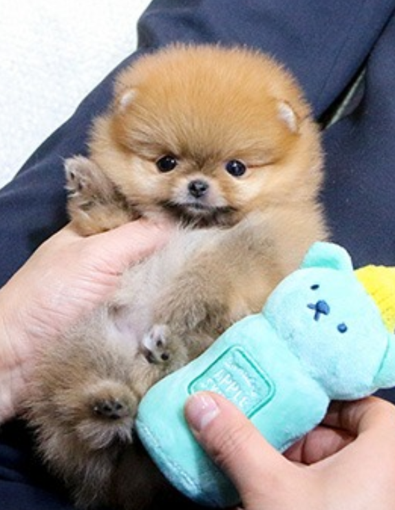 Pomeranian puppies available now Image eClassifieds4u