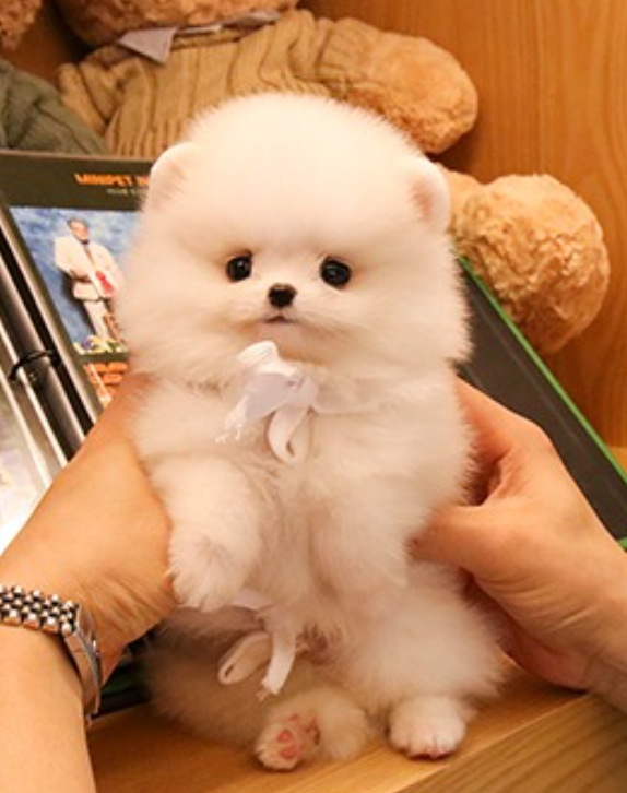 Pomeranian puppies available near me Image eClassifieds4u
