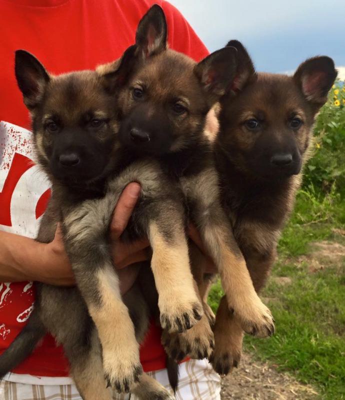 they are too gorgeous and bold German shepherd pups for sale Image eClassifieds4u