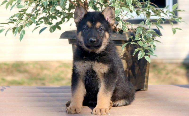 Top champion mum and dad (chunky GSD ) Image eClassifieds4u