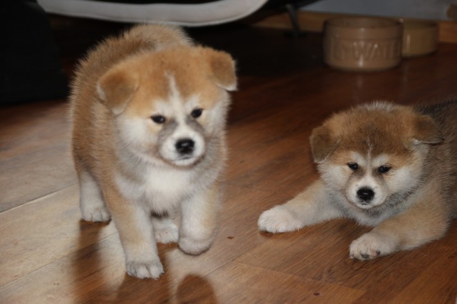 🟥🍁🟥 LOVELY CANADIAN 🐕 AKITA INU PUPPIES 🟥🍁🟥 Image eClassifieds4u