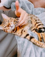 🟥🍁🟥 AFFECTIONATE 😻 BENGAL KITTENS FOR SALE 650$🟥🍁🟥